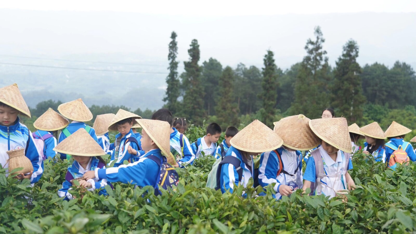 采茶小斗笠
