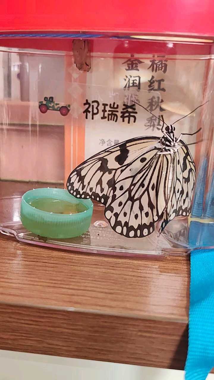 杯中蝶